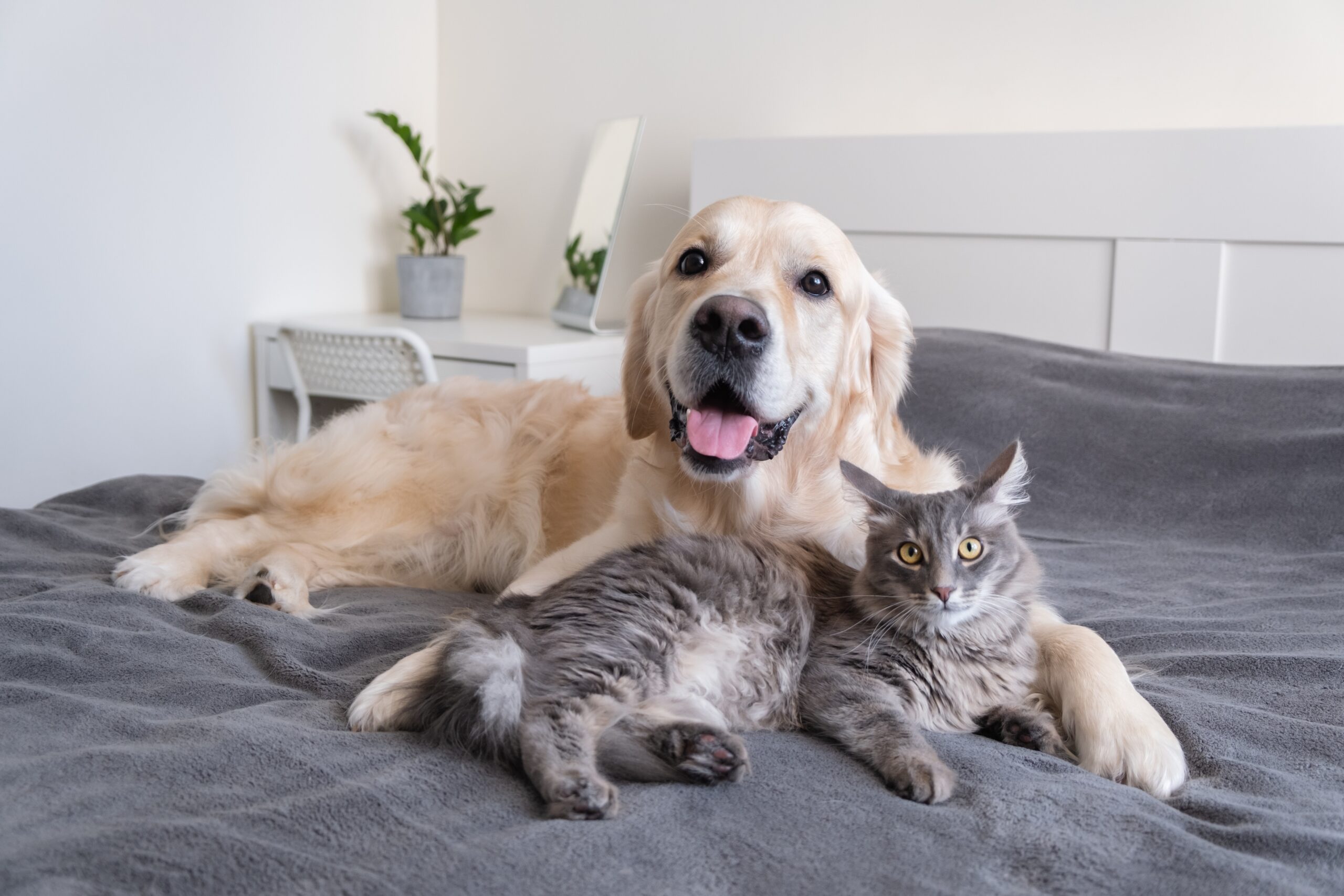 a-cat-and-a-dog-lie-together-on-the-bed-2022-11-10-18-00-47-utc-scaled